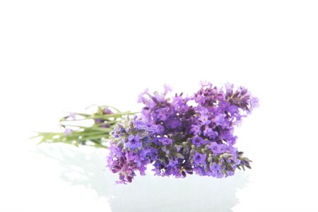 Bouquet purple Lavender isolated over white backgroundの写真素材