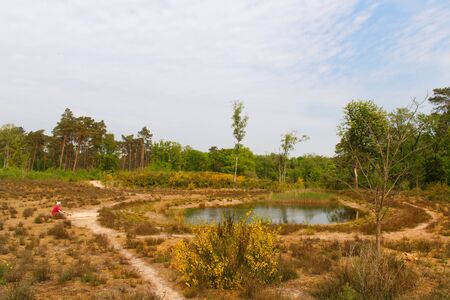 Small lake in nature heather landscapeの写真素材