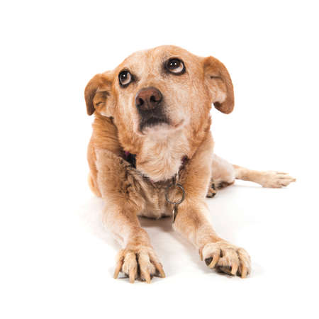 Old guilty dog laying at the floor isolated over white backgroundの写真素材