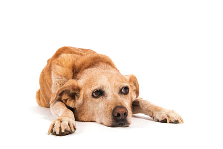 Old dog laying at the floor isolated over white backgroundの写真素材