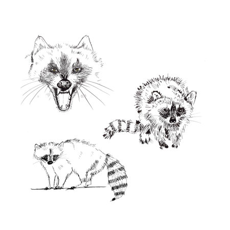 Ink drawing raccoon isolated over white backgroundの写真素材