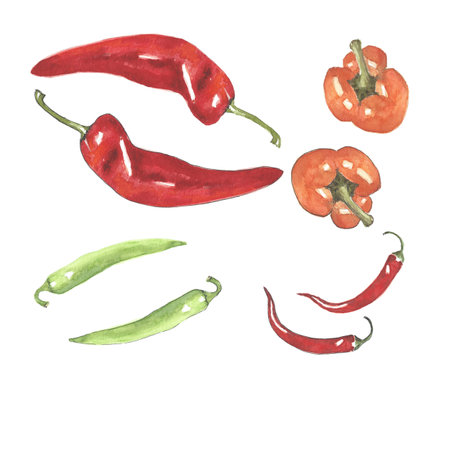 Green and red pepper and paprika with outline and withoutの写真素材