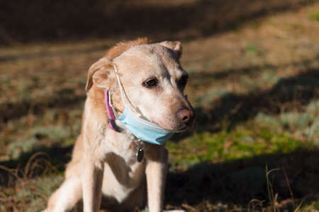 Old dog with facemask outdoor in natureの写真素材