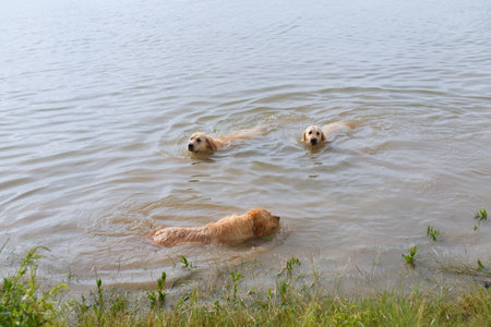Swimming and playing labrador dogsの写真素材