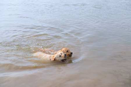 Swimming and playing labrador dogsの写真素材