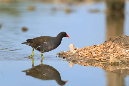 Common moorhen water bird in natureの写真素材