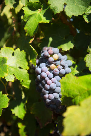 Ripe grapes hanging in vineyardの写真素材