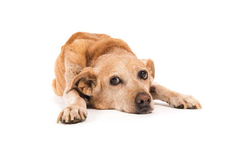 Old dog laying at the floor isolated over whiteの写真素材