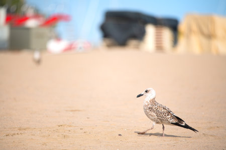 European herring gull at the empty beachの写真素材