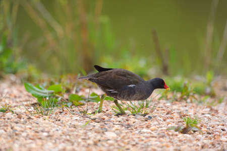 Common moorhen water bird in natureの写真素材