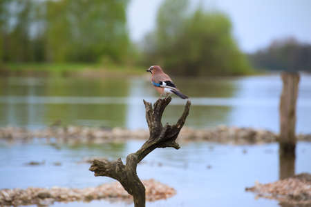 Eurasian jay in nature near waterの写真素材