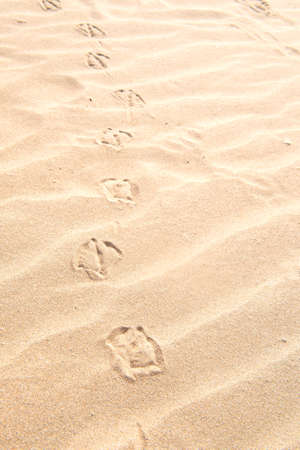 track of a sea gull in the sand at the beachの写真素材