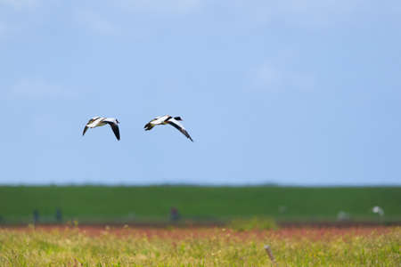 Couple common shelduck flying in the blue sky