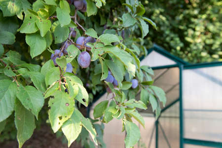 Blue plums in tree in the vegetable gardenの写真素材