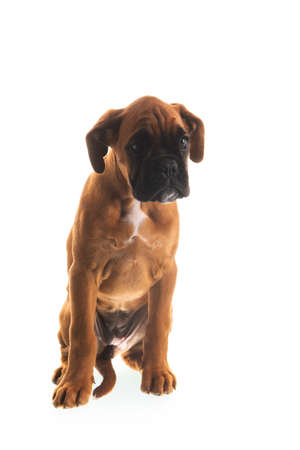 Young boxer puppy on white backgroundの写真素材