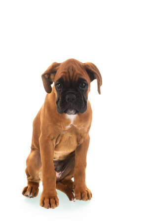 Young boxer puppy on white backgroundの写真素材