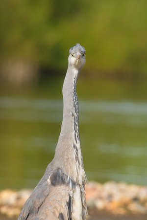 Portrait of great blue heron near waterの写真素材