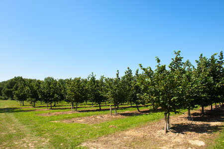 Landscape hazel orchard in the French Lotの写真素材