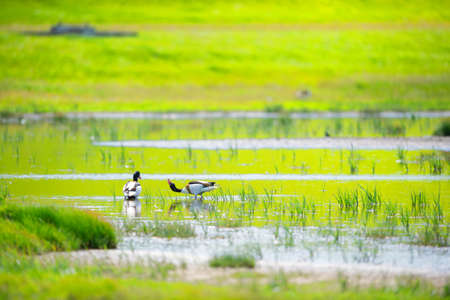 Couple shelducks in water landscapeの写真素材