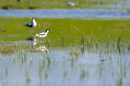 Pied Avocet wading in natural waterの写真素材