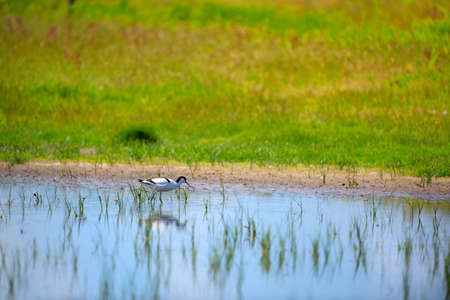 Avocet walking in water at Dutch wadden island Terschellingの写真素材