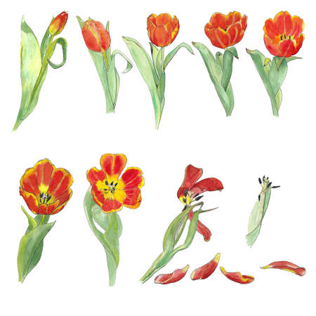 Tulip process watercolor isolated over white backgroundの写真素材