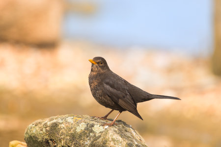 Female blackbird in nature at the groundの写真素材