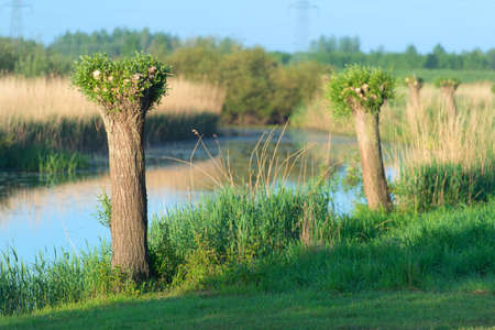 Pollard willows in Dutch river landscape