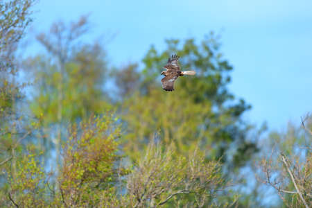 Eagle flying in the air