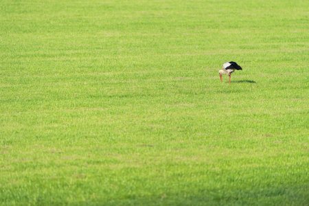Single stork walking in meadowsの写真素材