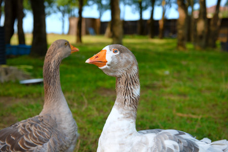 Two gooses outdoor in the orchardの写真素材