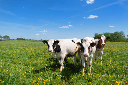 Group cows in typical Dutch river landscapeの写真素材