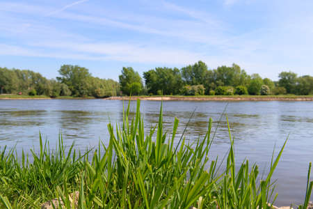 Grass near Dutch river the IJsselの写真素材