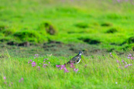 Lapwing in hogh grass with flowers in springの写真素材