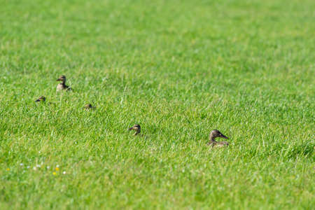 Female mallard ducks hiding in grassの写真素材