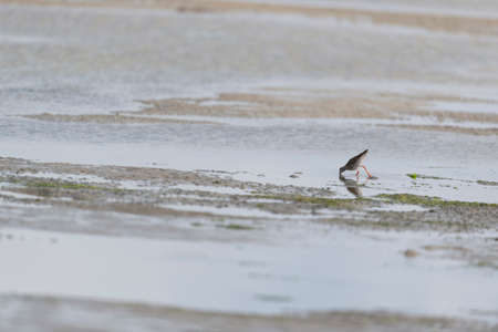 Common Redshank bird wading in the wadden seaの写真素材