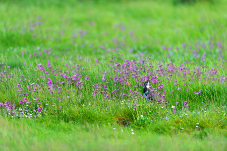 Lapwing in hogh grass with flowers in springの写真素材