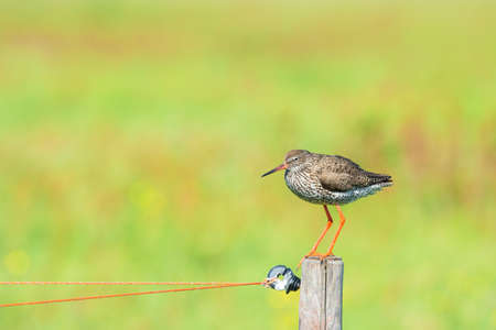 Common Redshank bird on poleの写真素材
