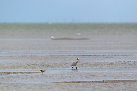 Eurasian Spoonbill wading in wadden seaの写真素材