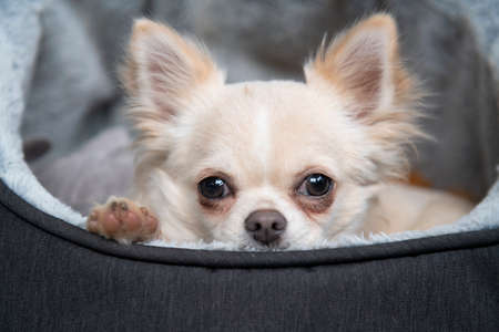 Blonde Chihuahua puppy in bed