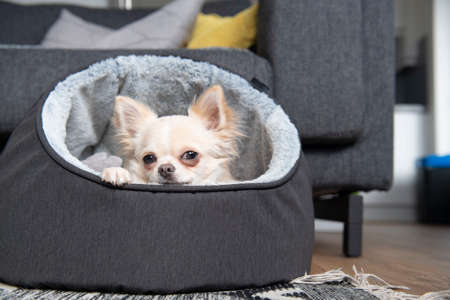 Blonde Chihuahua puppy in bedの写真素材