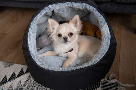 Blonde Chihuahua puppy in bedの写真素材
