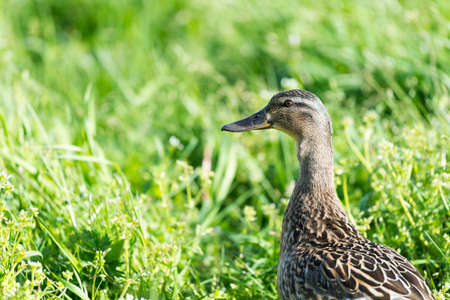 Female wild mallard duck walking in the grassの写真素材