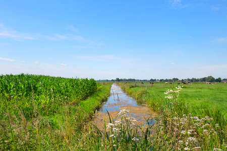 Typical Dutch landscape with ditch, cows and maizeの写真素材