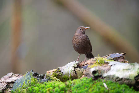 Female blackbird in nature forestの写真素材