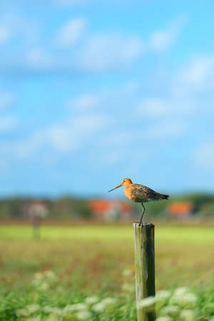 black-tailed godwit in agriculture land at Dutch wadden island Terschellingの写真素材