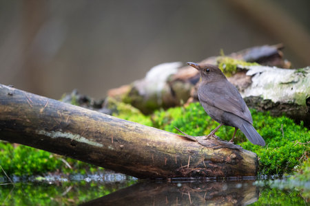 Female blackbird in nature forestの写真素材