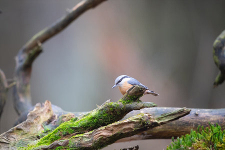 Eurasian Nuthatch outdoor in forestの写真素材