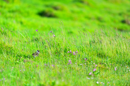 Baby chick lapwing in high grass nature landscapeの写真素材
