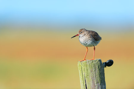 Common Redshank bird on poleの写真素材